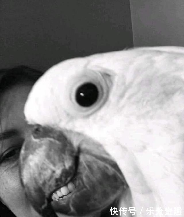 剪不剪|小长假不看点沙雕图怎么过!这世上竟有如此沙雕的手办!