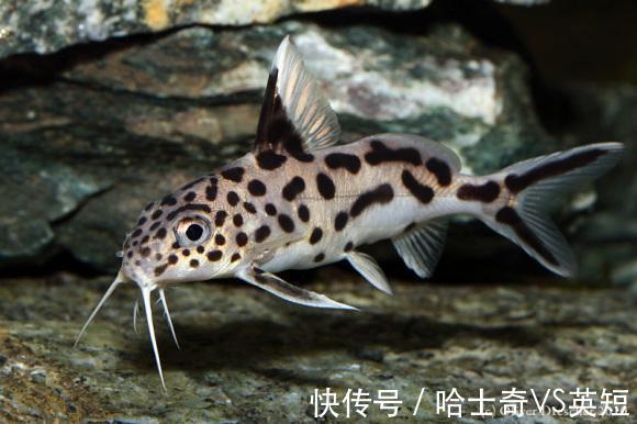水族|对新人极其友好,十大养不死的观赏鱼