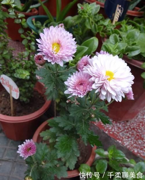养花|养“2种花”就够了，个个开花爆盆，一年四季开花，值得养