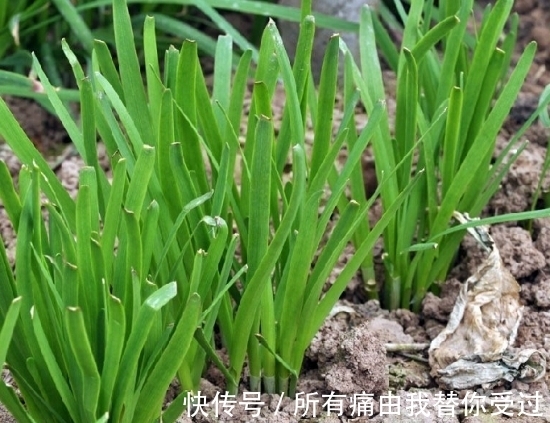 韭菜要想长的壮，掌握这2个小技巧，韭菜一茬更比一茬旺！