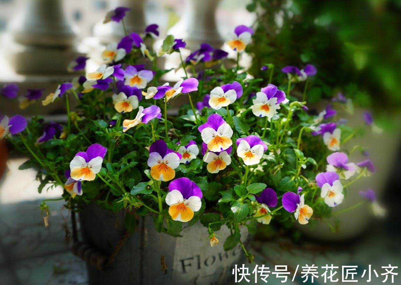 冬天里开花的5种植物，小花盆也能养好，持续开花到春季