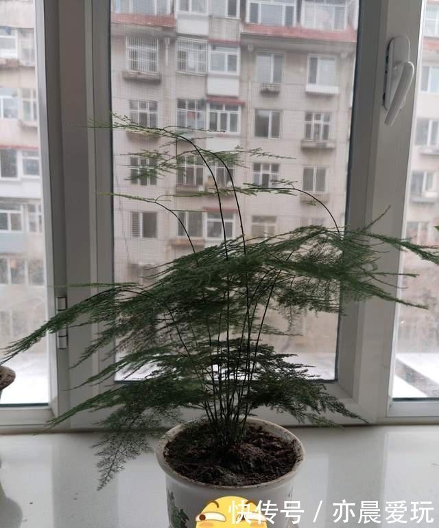 叶子|冬季文竹爱黄叶，改掉3个坏习惯，叶子绿油油，亭亭玉立气质好