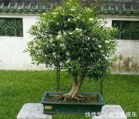 “3种树”养客厅,香味浓,比空气“清新剂”都好,除味杀菌!