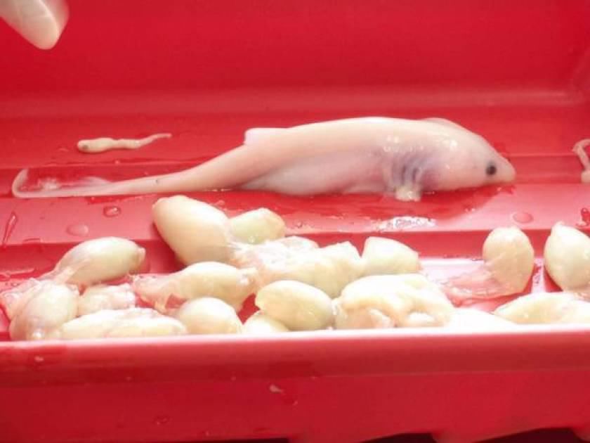 吃掉|腹中的竞技场，沙虎鲸出生前的第一步，是吃掉自己的兄弟姐妹