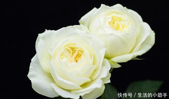 25款包子型月季,花开永不败,大花好养又丰花,新手推荐种植!