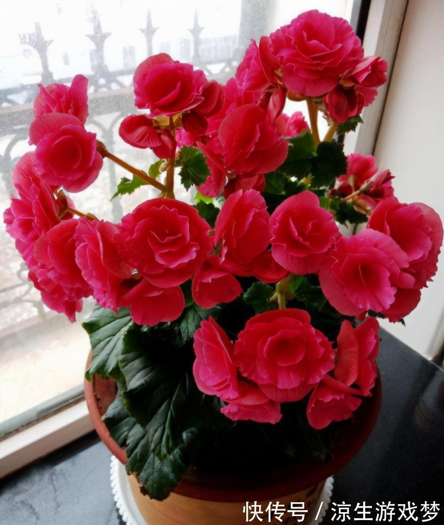 公认难养的10种“漂亮花”，没有几年养花经验，建议别买回家