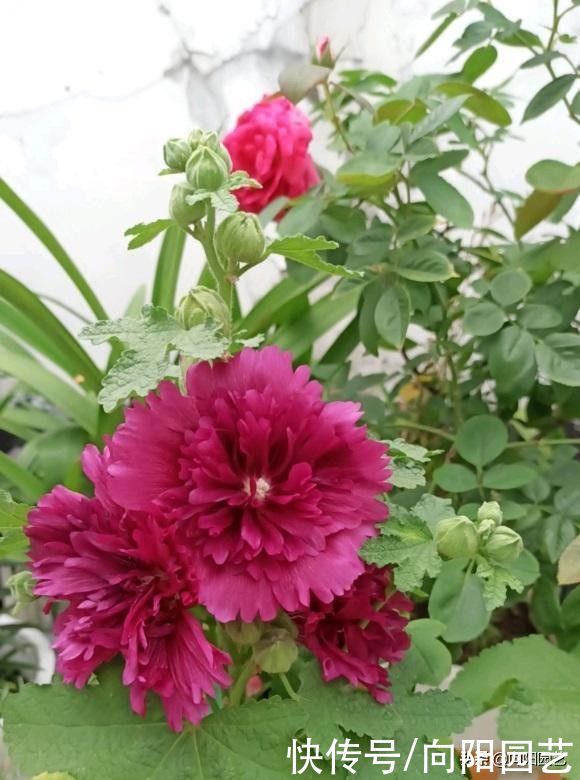 花园|蜀葵花开了，杆子蹿到一米八，花开一串串，百米开外就能见到