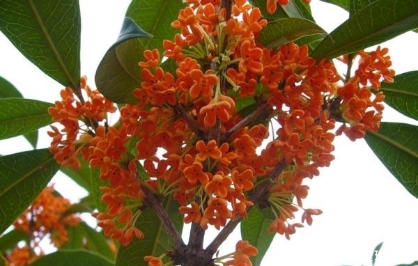 百合莲子粥|家里养此5种花，好看好闻，关键花朵还能吃，真是美味！