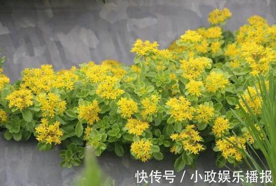 新手养花通病羡慕别人家牢记2个小常识，居家盆栽少犯错