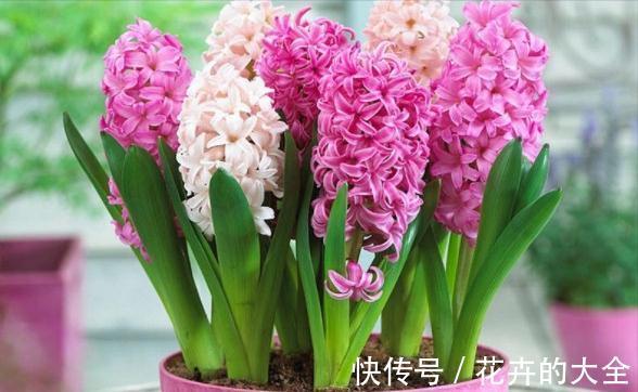 5种“漂亮花”，冬天也开花，趁着现在种，便宜好养活