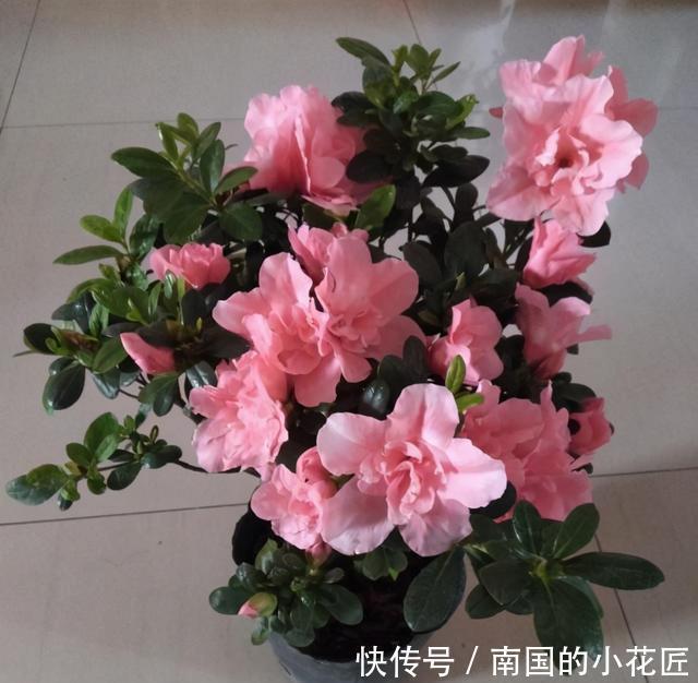 花市的杜鹃开得正艳，买盆回家养，养的时候注意，小心掉叶子