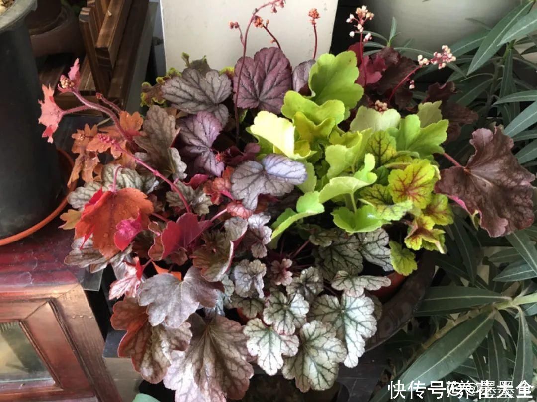 绿萝|家里别只养绿萝，15种精致耐阴花，光照不好也能长很美