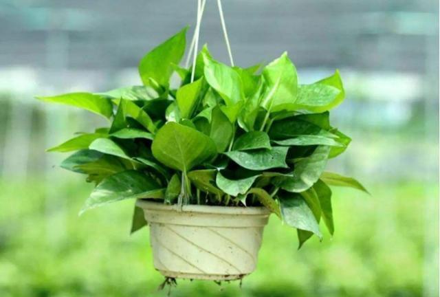 绿萝到底怎么浇水2个浇水技巧,学会浇水就能把绿萝养爆盆