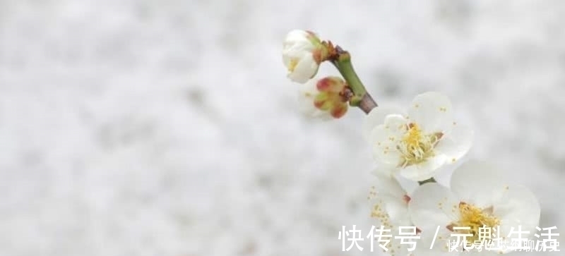 王冕$元代落魄才子一首咏梅诗,不同桃李混芳尘,写出了冰清玉洁的梅花