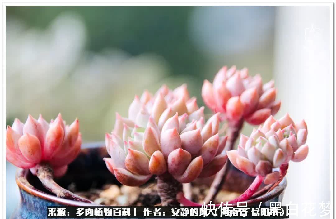 阳台多肉党的幸福生活!