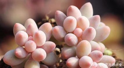 肥嘟嘟|养护多肉婴儿手指记住4点,新手也能养出好状态,叶子粉嫩肥嘟嘟