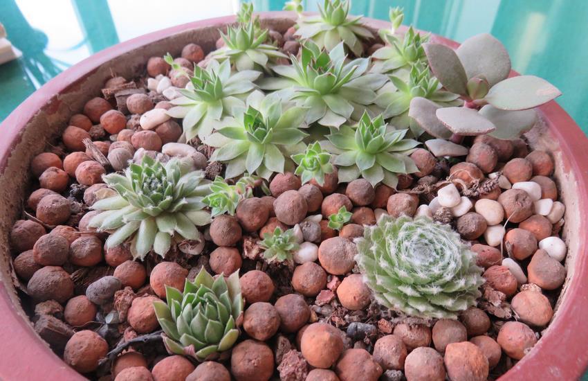 姬胧月|养多肉，若想茎叶肥美，速成老桩，该掌握哪些诀窍？