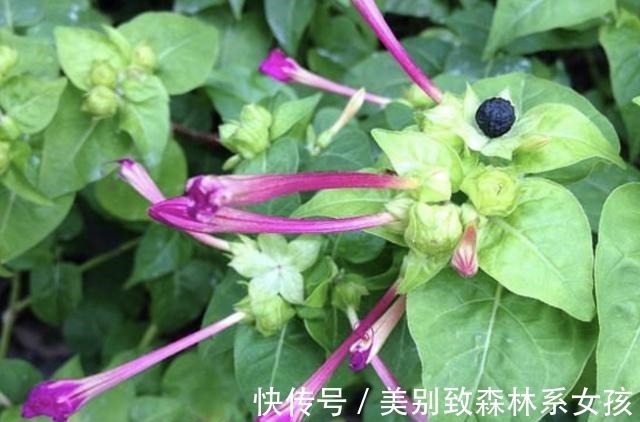 植株|路边的草丛里,1种野草珍贵,人称“地雷花”,下次见到别踩踏!