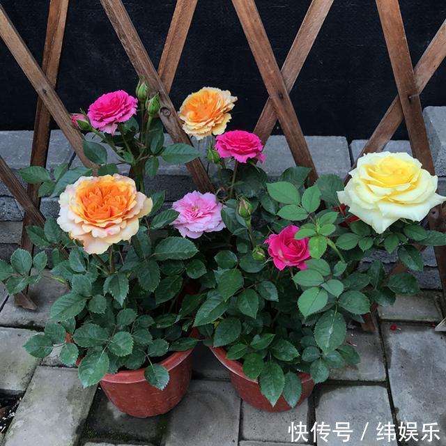 邻居家月季开花300天,做好以下3点,花又大又鲜艳,有水就爆盆!