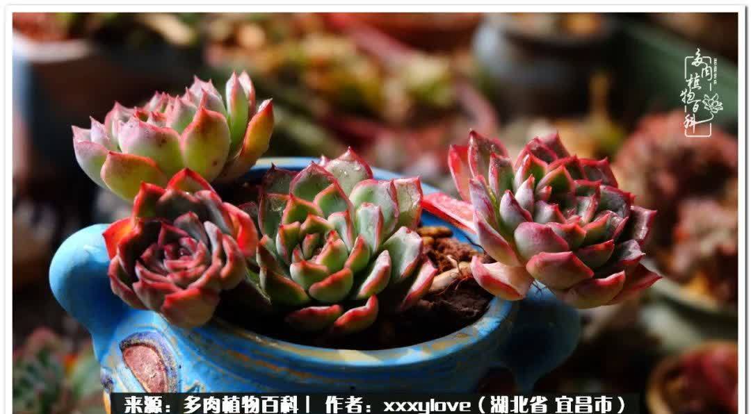 时光匆匆,一闪而逝,这世间万物的美,都值得被记录!