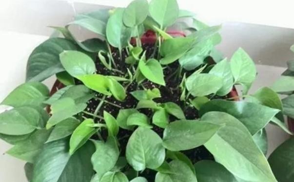 成活|绿萝扦插不成活?只需记住1个“点”,新手都能扦插一棵活一棵!