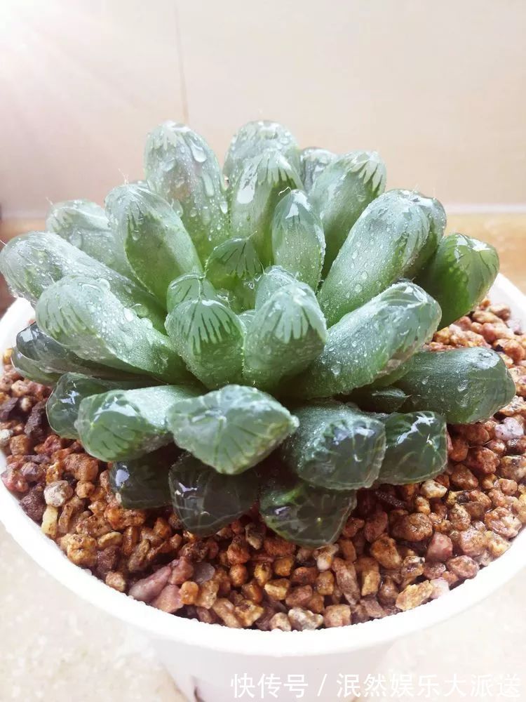 蚧壳虫|为肉痴狂!多肉植物也会用最美的容颜报答我们的勤劳付出!