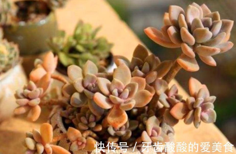 土壤|初冬养多肉,有这4款别急着往屋里搬,冻一冻,茎叶更肥美
