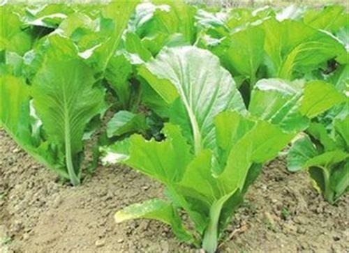 疾病|立秋后不可错过此菜,一周吃三次,防治疾病、清肝明目、宽肺化痰