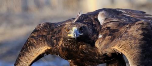 鹰的重生，折翅飞行，这些鹰的传说，都是真的吗？