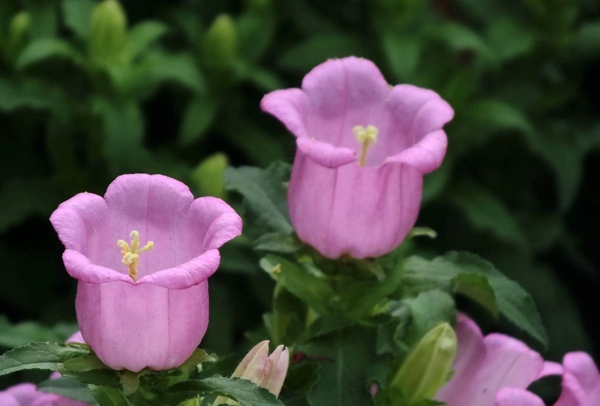 人大多&此花颜色繁多,具有很高的观赏价值,代表着温柔的爱和感谢感恩