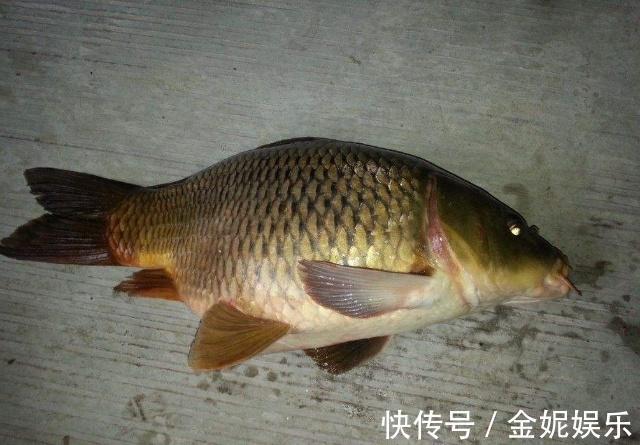 水库钓起野生大鲤鱼，全靠它打窝，5毛一斤便宜又有效！