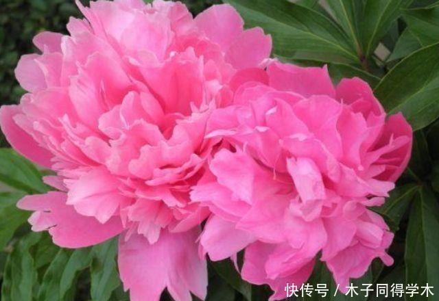 芍药|几款漂亮花，好打理，易爆盆，阵阵花香，花朵大
