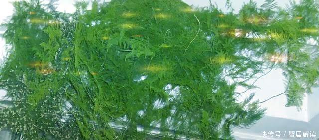 瀑布|常给文竹喝5种水,文竹长成瀑布,且绿油油不黄叶