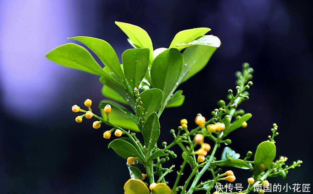  过冬|别看米兰开花小小的，冬天做好这几点，安全过冬开花多