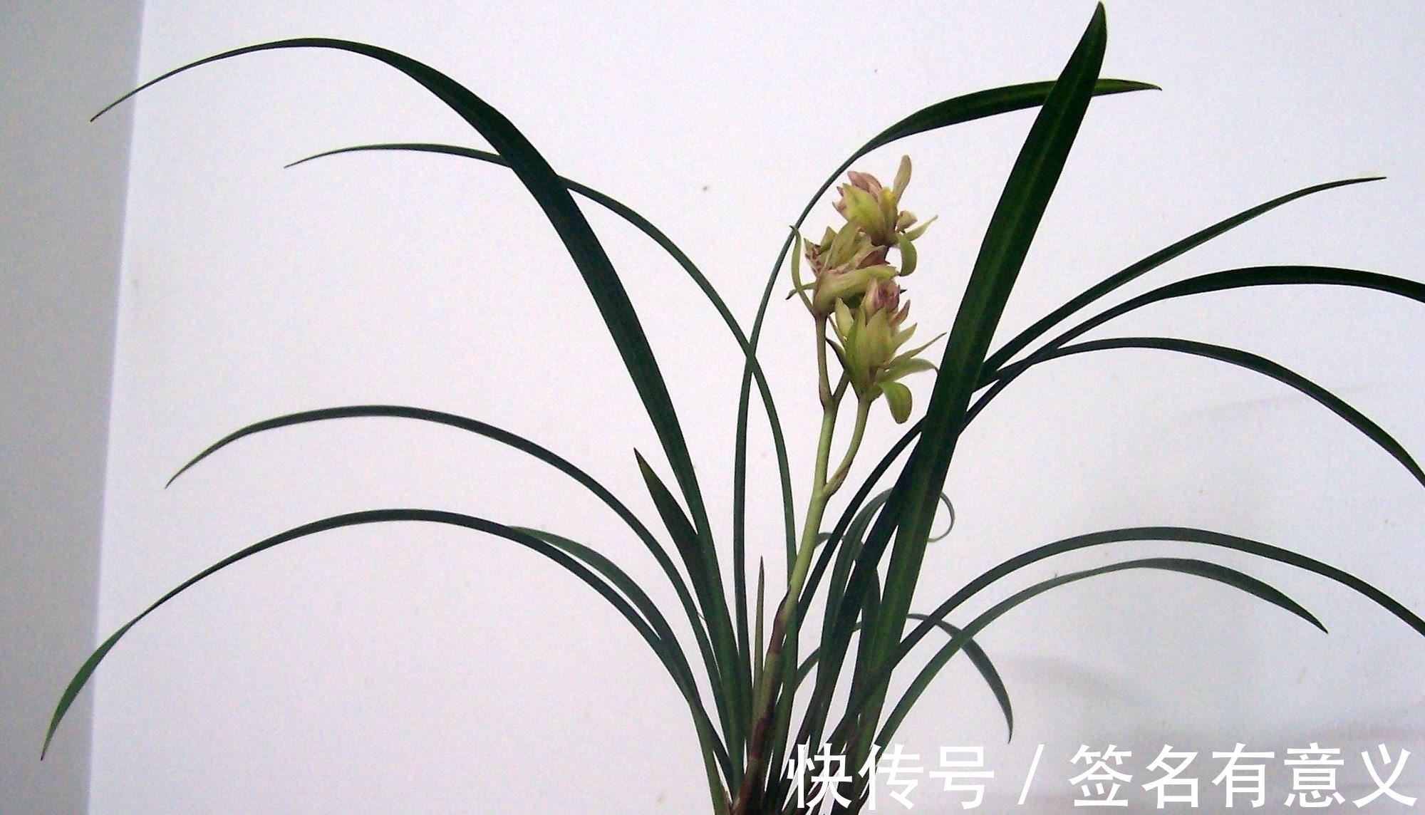 全日性|栽种兰花要知道,四季变化大,灵活的更换方法