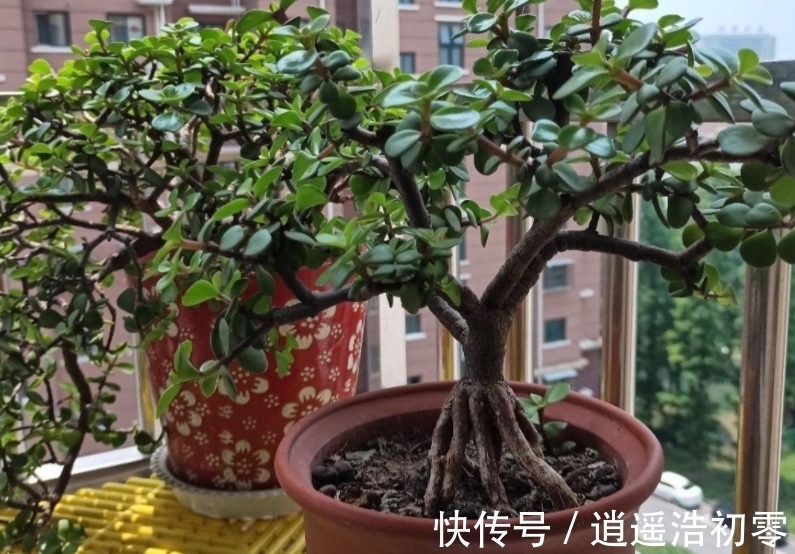老桩|养金枝玉叶,按“这”方法盆栽,枝叶长得旺,极具观赏价值