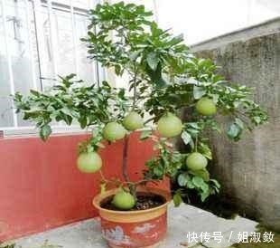 桑科榕属|喜欢养花,不如养会结果的盆栽,3种盆栽养一盆吃一年