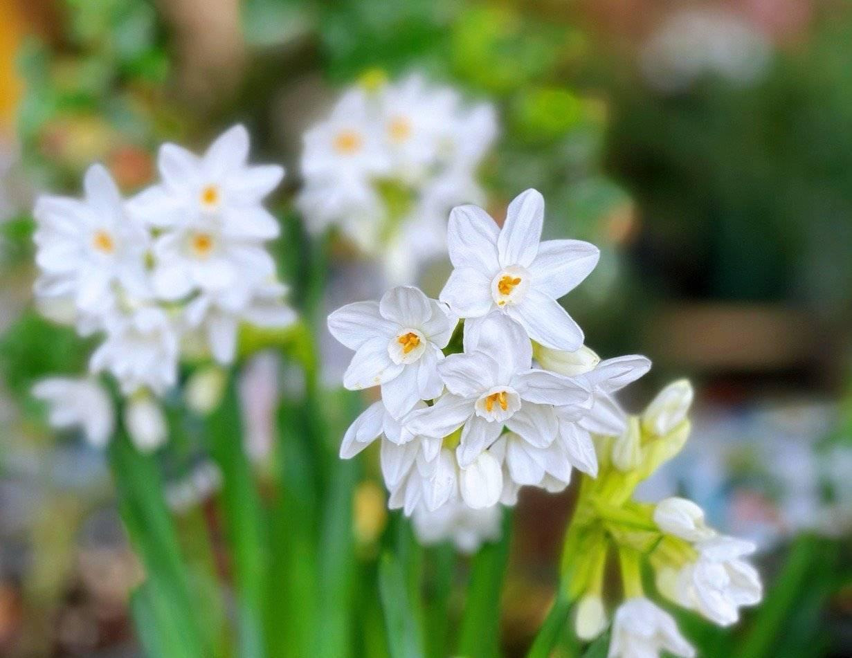 适合冬季养的“3种花”,天天有花可看,越冷花越艳、吉祥又美丽