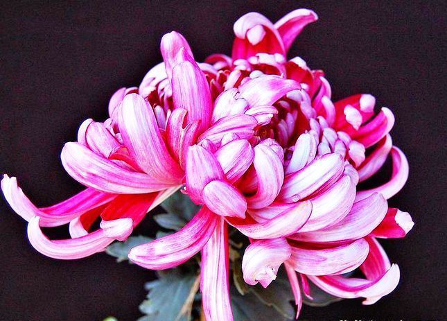 喜欢菊花,不如养盆“菊中珍品”大红芍药,花开似芍药,妖娆端庄