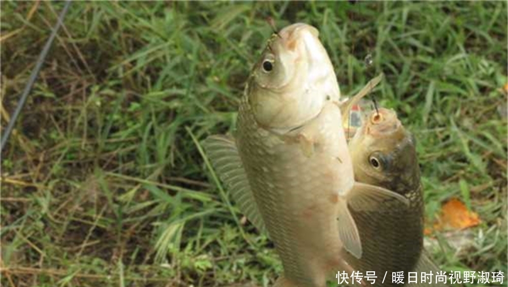 浮漂|梅雨季节钓鲫鱼，别守着钓底，出现鱼离底上浮，可以试试这些钓法