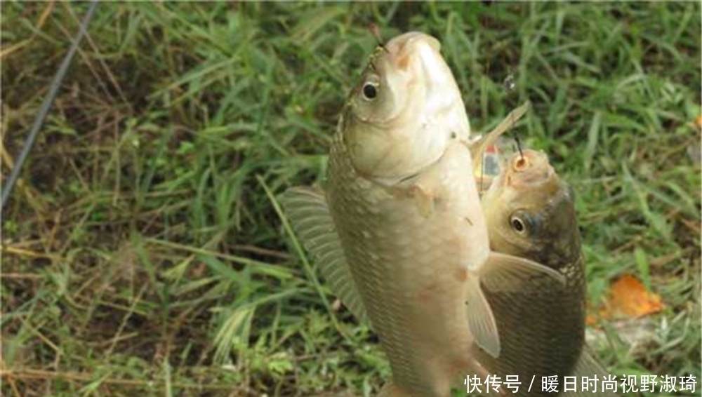 浮漂|梅雨季节钓鲫鱼,别守着钓底,出现鱼离底上浮,可以试试这些钓法