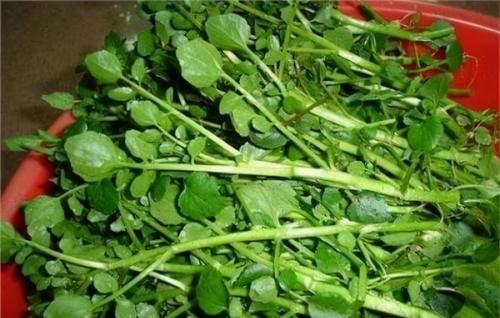 排毒养颜|人到中年想健康,不妨吃的好食物,排毒瘦身,增强抵抗力,肌肤好