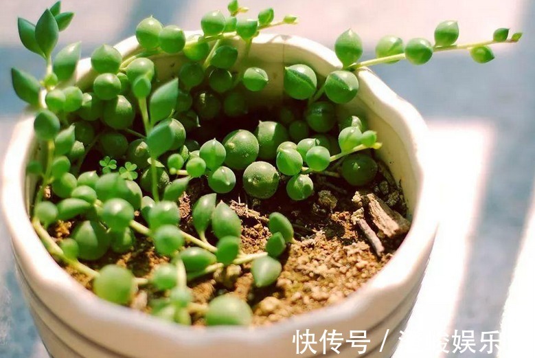 养多肉佛珠秋季满足这4点，叶片圆润，长成“瀑布”，独具魅力
