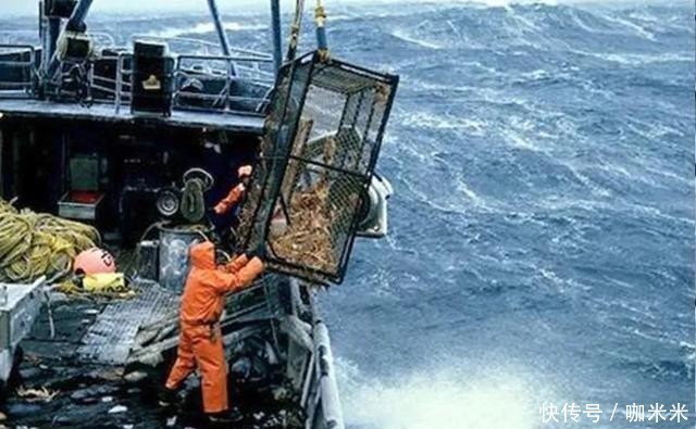 揭秘|揭秘俄罗斯帝王蟹:市场、新格局,鲜美食材背后有看不到的博弈