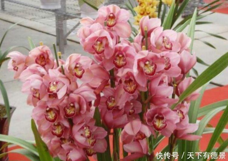 4种花,不怕冷、不怕热,家里养一盆,开花漂亮花期长