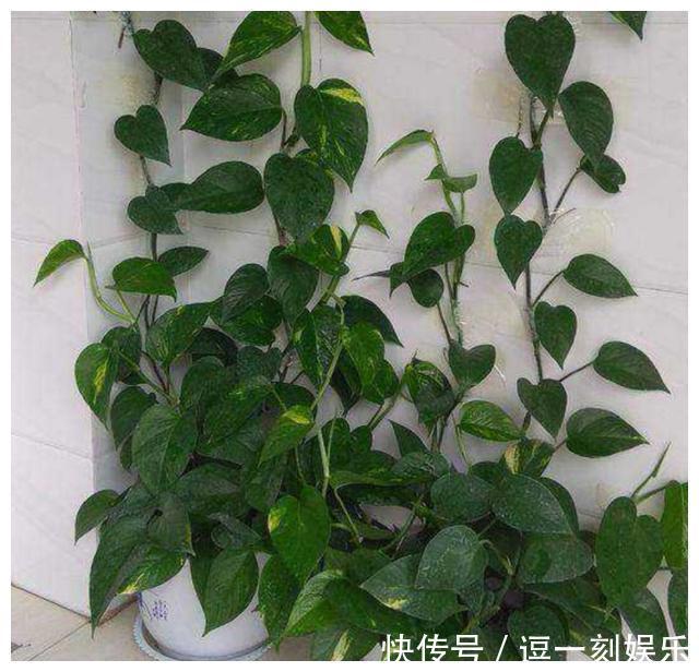 8种绿植，家里养一盆，废气吸光光，净化空气一级棒