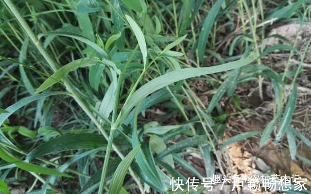 茈胡|遇见了,请您珍惜“它”,不要当杂草,目前太珍贵了