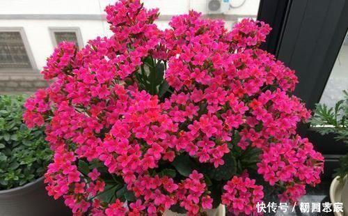 什么羊粪、有机肥都不如1种小粉末,养花喂一勺,开花量翻倍!