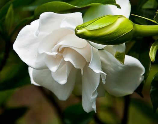 阳台特别适合养几种花,花朵硕大,惊艳四座,天天有花赏!