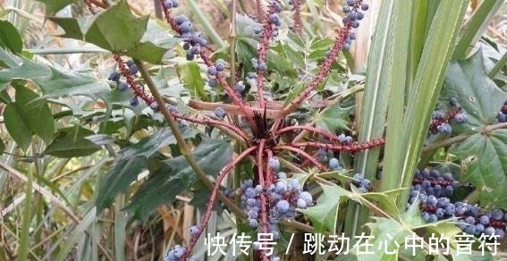 山中|若在山中遇见“它”,请引起重视,别有意破坏,价值高,不允许!